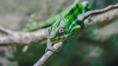 Closeup of a green chameleon on a tree branch, taken with a Nikon D850 DSLR camera with a 24-70mm f/3 lens, focused on the chameleon's head and eyes in the style of Nikon. --ar 16:9