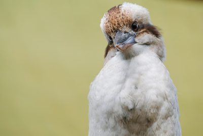 Close up portrait of kookaburra bird, standing on green background with copy space ,8k, real photo, photography --ar 128:85