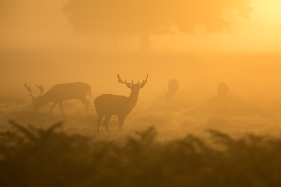 Deers in the misty meadow at sunrise, silhouette against orange sky, golden hour light, mist creating ethereal effect, capturing wild beauty of nature, serene and tranquil mood, shot with Canon EOS R5 for its resolution and detail capture –ar 128:85