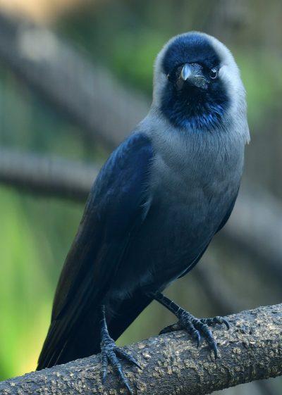 Photo of an all black and grey blue bird with white feathers on its head, perched on a tree branch, in the style of National Geographic photo --ar 91:128