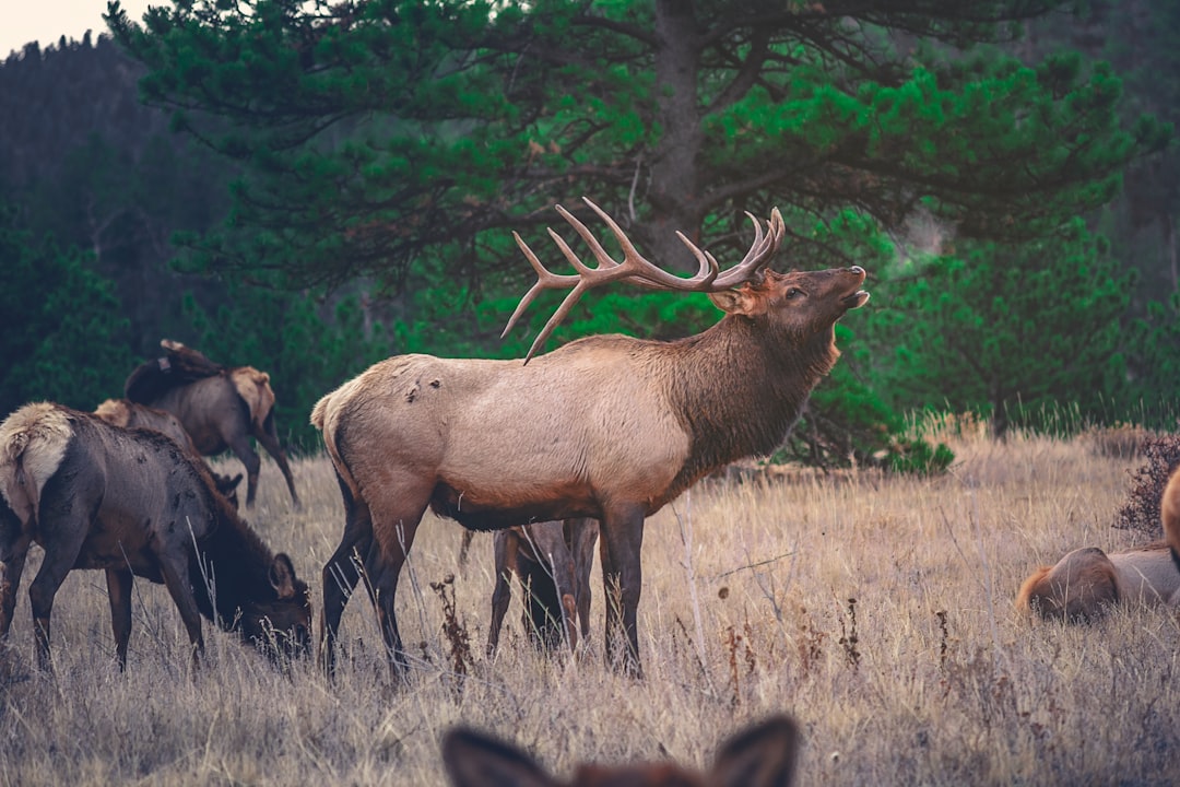 A herd of elk in the wild, with one bull stag standing tall and dominant while others eating grass nearby. The background is an open field surrounded by dense forest. The photo was taken with a Canon EOS camera and a wide-angle lens to capture an expansive view. –ar 128:85