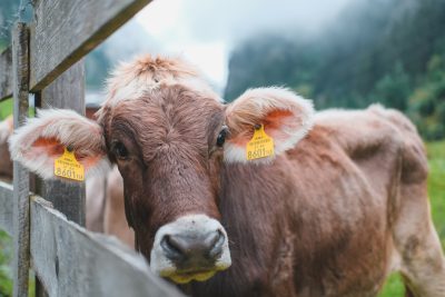 A brown cow with yellow numbers on its ears stands in front of the wooden fence, with green grass and foggy mountains behind it. The camera focuses on her eyes as she gazes at you curiously. She has white fur around her neck and head, adding to her cuteness. Her name tag is attached to one ear. Shot in the style of photographer [Daido Moriyama](https://goo.gl/search?artist%20Daido%20Moriyama). This photo was taken using Canon EOS R5. --ar 128:85