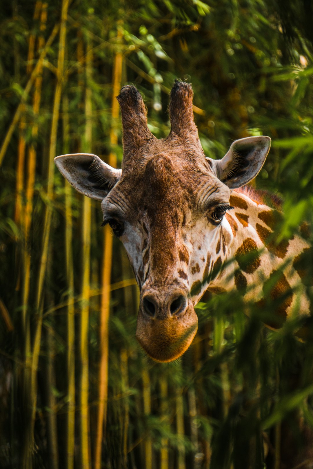 A giraffe peeks out from behind the bamboo, its long neck and gentle expression captured in high definition photography. The lush greenery of the forest adds depth to the scene, creating an enchanting atmosphere that is perfect for showcasing the beauty of wildlife. The focus is on the giraffe’s face. –ar 85:128