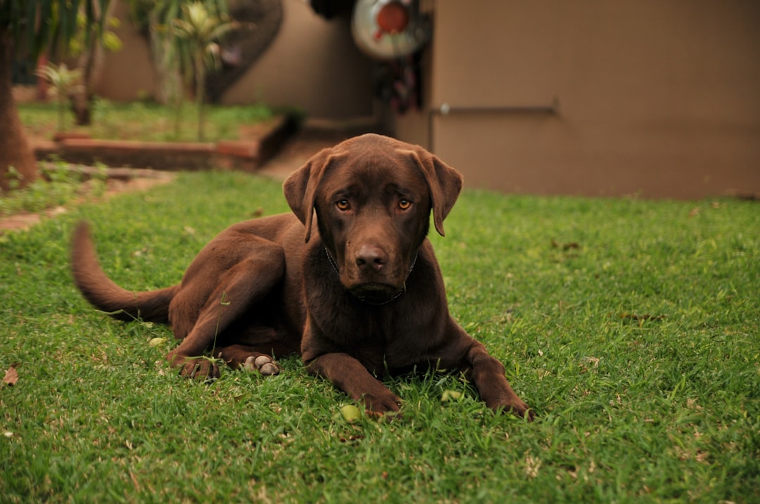 A chocolate Labrador puppy laying on the grass in front of an open door, in the style of a South African artist, green and brown, suburban garden, captured in the style of canon dslr camera. –ar 128:85