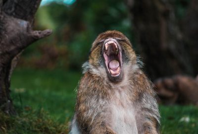 Barrosa Macaque howling with its mouth open wide showing teeth, sitting on grass in a forest clearing, photographed in the style of Nikon D850 DSLR camera with an aperture of f/4 and ISO set at 270 for rich details. --ar 64:43