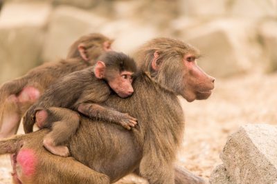 A baboon mother carrying her baby on her back, surrounded by other baboons at an animal park. The background is a rocky environment with a few large rocks scattered around them. Capture their interaction and emotions in detail. Use a Canon EF lens to focus on both animals in the style of interaction and emotions. --ar 128:85