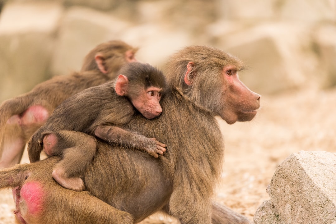 A baboon mother carrying her baby on her back, surrounded by other baboons at an animal park. The background is a rocky environment with a few large rocks scattered around them. Capture their interaction and emotions in detail. Use a Canon EF lens to focus on both animals in the style of interaction and emotions. –ar 128:85