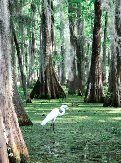 A photograph of an elegant white heron standing in the middle, surrounded by towering cypress trees and lush green vegetation in a traditional bayou landscape. The bird's long legs stand out against its pure white feathers as it looks around for food amidst the vibrant life. The photograph is in the style of a bayou landscape. --ar 95:128