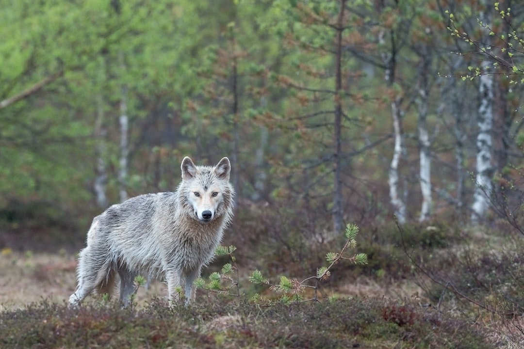 photograph of Wolf in the forest, standing on its hind legs, looking at camera, scandinavian landscape with birch trees and heather –ar 128:85