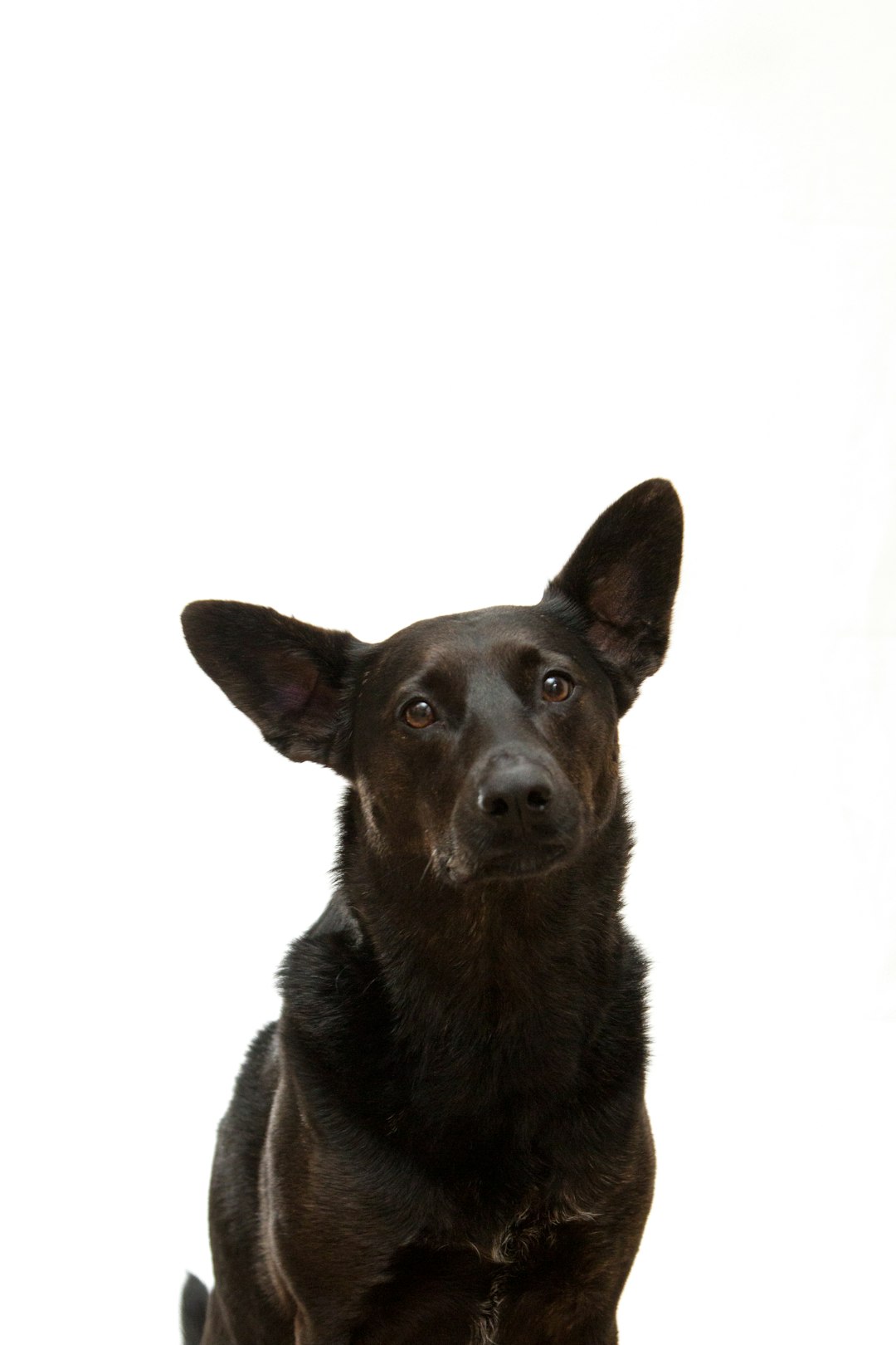 black dog with pointy ears sitting, looking at the camera, white background, professional photography, studio light –ar 85:128