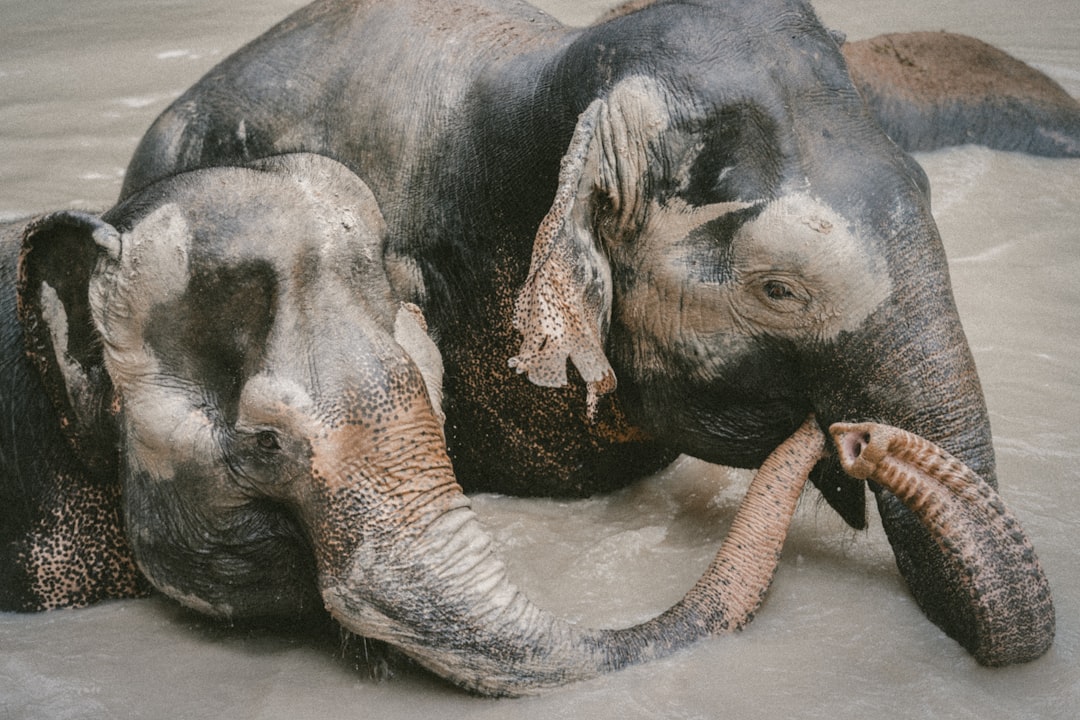 A photo of two elephants in love, one holding the other’s trunk with its tusk and its head on its back laying down in water, taken in the style of [Annie Leibovitz](https://goo.gl/search?artist%20Annie%20Leibovitz) with soft natural lighting, shot from above. –ar 128:85