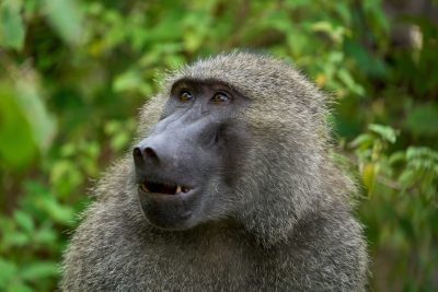 Photo of an olive baboon in the Serengeti, looking up at something with its mouth open and eyes wide; portrait shot from head to chest; natural green background, blurred forest backdrop; Canon EOS camera, telephoto lens for distance photography, f/4 aperture for sharp focus on face --ar 128:85