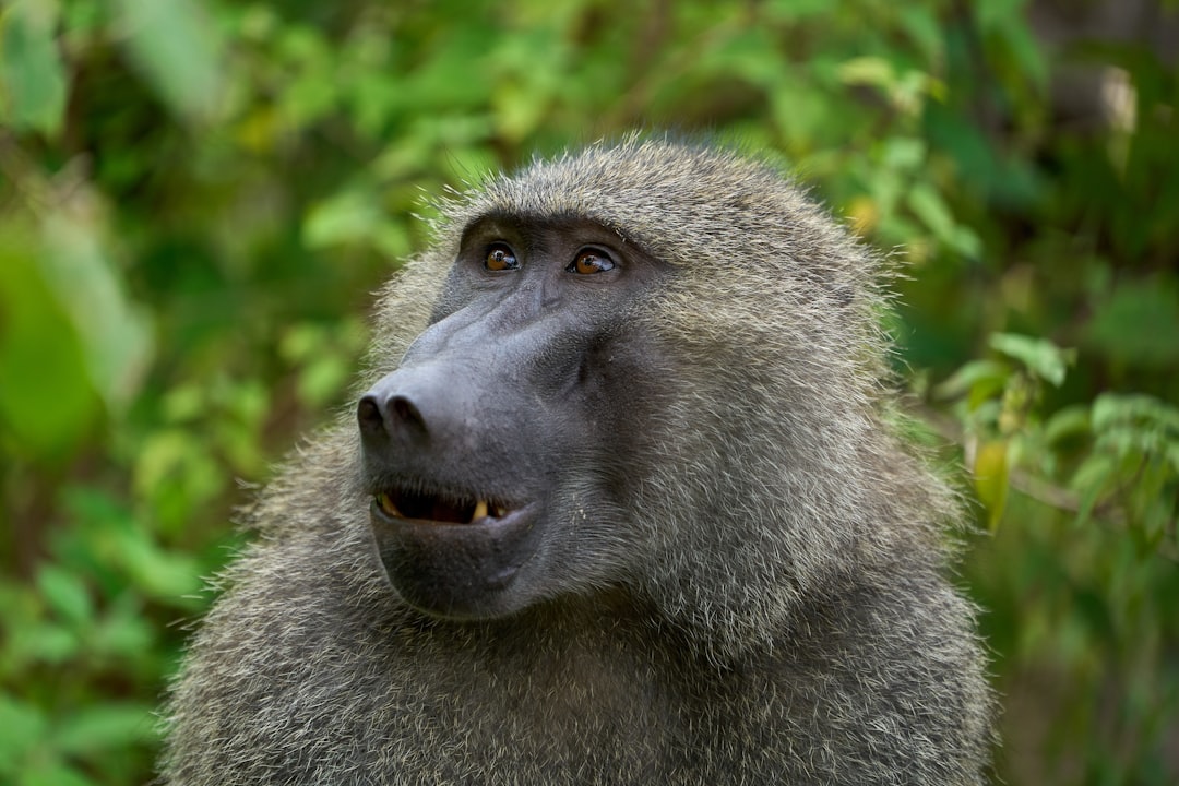 Photo of an olive baboon in the Serengeti, looking up at something with its mouth open and eyes wide; portrait shot from head to chest; natural green background, blurred forest backdrop; Canon EOS camera, telephoto lens for distance photography, f/4 aperture for sharp focus on face –ar 128:85