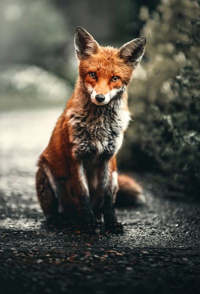 A fox sitting on the side of an asphalt road, looking at me with bright eyes, surrounded by lush greenery and a dark gray misty background, wildlife photography in the style of national geographic, portrait, canon eos r5 --ar 87:128