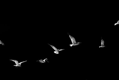 A group of seagulls flying in the night sky, captured in black and white photography. The birds have long tails, which can be seen clearly against their body when they fly. Black background. High contrast between light and dark, creating sharp details. Low angle shot to emphasize the bird's flight posture. A serene atmosphere with a sense of freedom or joy, in the style of [Alex Prager](https://goo.gl/search?artist%20Alex%20Prager). --ar 128:85