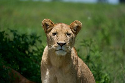 A lioness stands in the grass, its head turned slightly to look at me with sad eyes and several flies on her face. The background is blurred greenery of an African savannah. Photo taken from very close range, in the style of a Nikon D70 camera using 2835mm f/4G lens, aperture F/6, shutter speed 900s , ISO 200, focal length macro shot. --ar 128:85