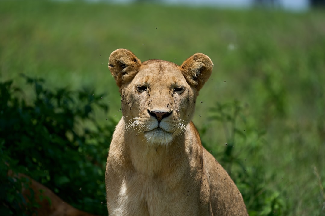 A lioness stands in the grass, its head turned slightly to look at me with sad eyes and several flies on her face. The background is blurred greenery of an African savannah. Photo taken from very close range, in the style of a Nikon D70 camera using 2835mm f/4G lens, aperture F/6, shutter speed 900s , ISO 200, focal length macro shot. –ar 128:85