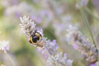 A closeup of a bumblebee on a lavender flower, with a blurred background of nature and a garden in the style of soft focus photography, with a pastel color palette, as a stock photo, with natural light, as high resolution photography --ar 128:85