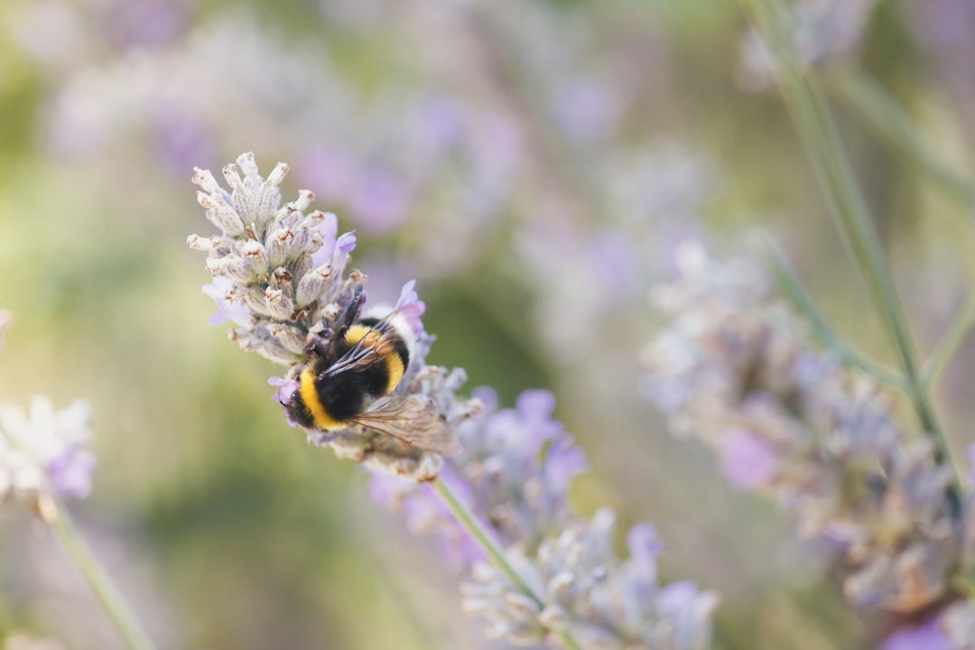 A closeup of a bumblebee on a lavender flower, with a blurred background of nature and a garden in the style of soft focus photography, with a pastel color palette, as a stock photo, with natural light, as high resolution photography –ar 128:85