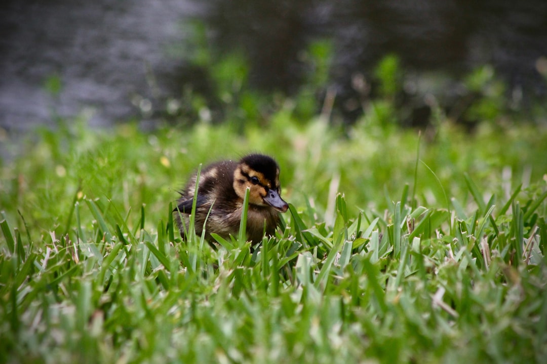 A duckling is playing in the grass near water, Nikon D850 DSLR at f/2 lens focal length macro style raw format photo –ar 128:85