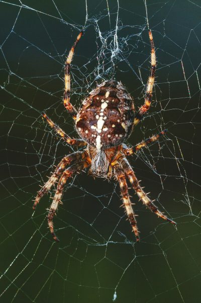 A photograph of a brown and white patterned spider hanging in its web, shot from above with a Canon EFS lens, f/4 aperture setting, ISO between 2035 for natural light conditions, shutter speed at the perfect balance between clear details without blur or graininess. The background is a dark green, highlighting the subject. High resolution, high detail, taken in the style of canon eos r6 mark II camera with sharpness and contrast settings to capture intricate textures and colors. --ar 85:128