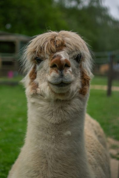 A photograph of an alpaca with funny hair and a funny expression on its face due to its hair style, in a farm park, shot in the style of Canon EOS R5 at F2 and ISO400 in the style of Stylize789. --ar 85:128