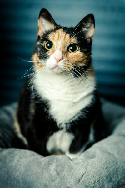 A calico cat with white, black and orange fur is sitting on the gray bed in front of a blue wall, looking at the camera with a cute face. It is a portrait photography taken with a 35mm lens at an f/2 aperture with natural lighting and high resolution. --ar 85:128