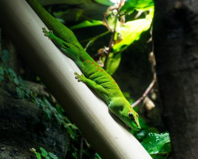 A vibrant green gecko climbing on the white pole of an indoor rainforest theme park, with highly detailed and sharp focus in a natural lighting style. A professionally photographed and high resolution HDR image.