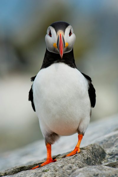 Puffin, standing on the edge of an ocean cliff with its head tilted to one side and eyes looking directly at the camera, with its colorful beak, black and white feathers, orange legs and feet, in the style of National Geographic photography, using natural light, with a shallow depth of field, photographed with a Nikon D850. --ar 85:128