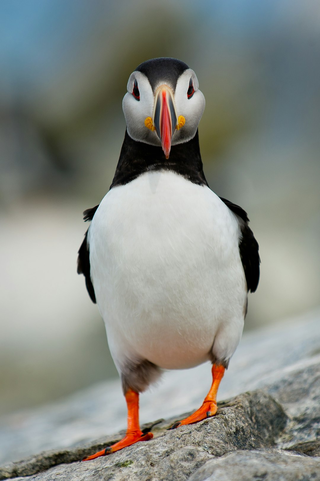 Puffin, standing on the edge of an ocean cliff with its head tilted to one side and eyes looking directly at the camera, with its colorful beak, black and white feathers, orange legs and feet, in the style of National Geographic photography, using natural light, with a shallow depth of field, photographed with a Nikon D850. –ar 85:128