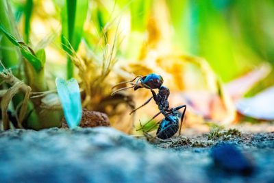 A macro shot of an ant in the forest, carrying food back to its nest, captured with Canon EOS R5 and EF lens at f/2.8 aperture for shallow depthoffield. The colors of grass and leaves create soft bokeh around it, while the blue hues of some plants add contrast against greenery. This is a closeup photo showcasing intricate details like texture on their body or wings, and natural lighting from sunlight creates a warm atmosphere.