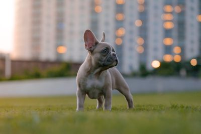 A cute cream colored French Bulldog puppy standing on the grass in front of an urban cityscape, with tall buildings and lights blurred in the background, golden hour lighting casting long shadows over the green lawn, shot in the style of a Sony Alpha A7 III camera using an f/8 aperture setting, focus point is slightly above the dog's head, depth of field effect creating bokeh around out of focus foreground elements, closeup view capturing intricate details of fur texture and expression, serene atmosphere. --ar 128:85