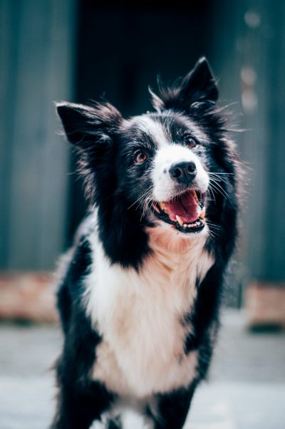 A black and white border collie with its mouth open, smiling at the camera, standing on concrete in front of an old wooden door, in the style of Canon EOS R5, with a bokeh effect, symmetrical composition, natural light, outdoor environment, soft tones, and a happy expression. --ar 85:128