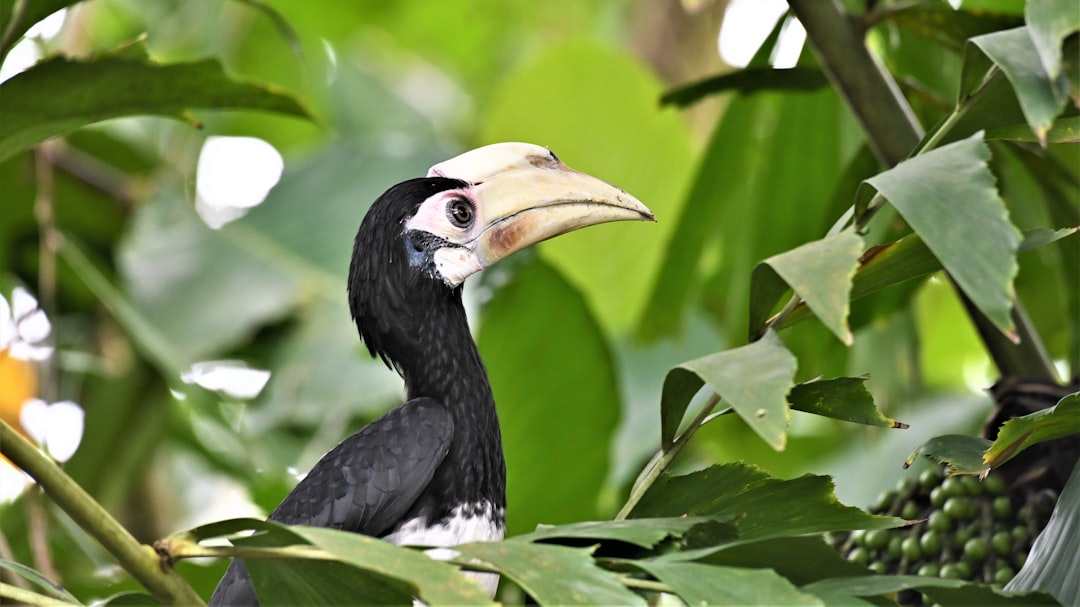 A black and white hornbill with an extra long beak is sitting in the green leaves of trees, surrounded by fruits and vines. The bird has a large yellow bill that sits on its head, giving it unique features. This creature appears to have two eyes, one pink eye and another purple color near the top corner of its face. It also seems to turn slightly sideways or back while looking at something. The image has the style of wildlife photography and national geographic style. –ar 16:9