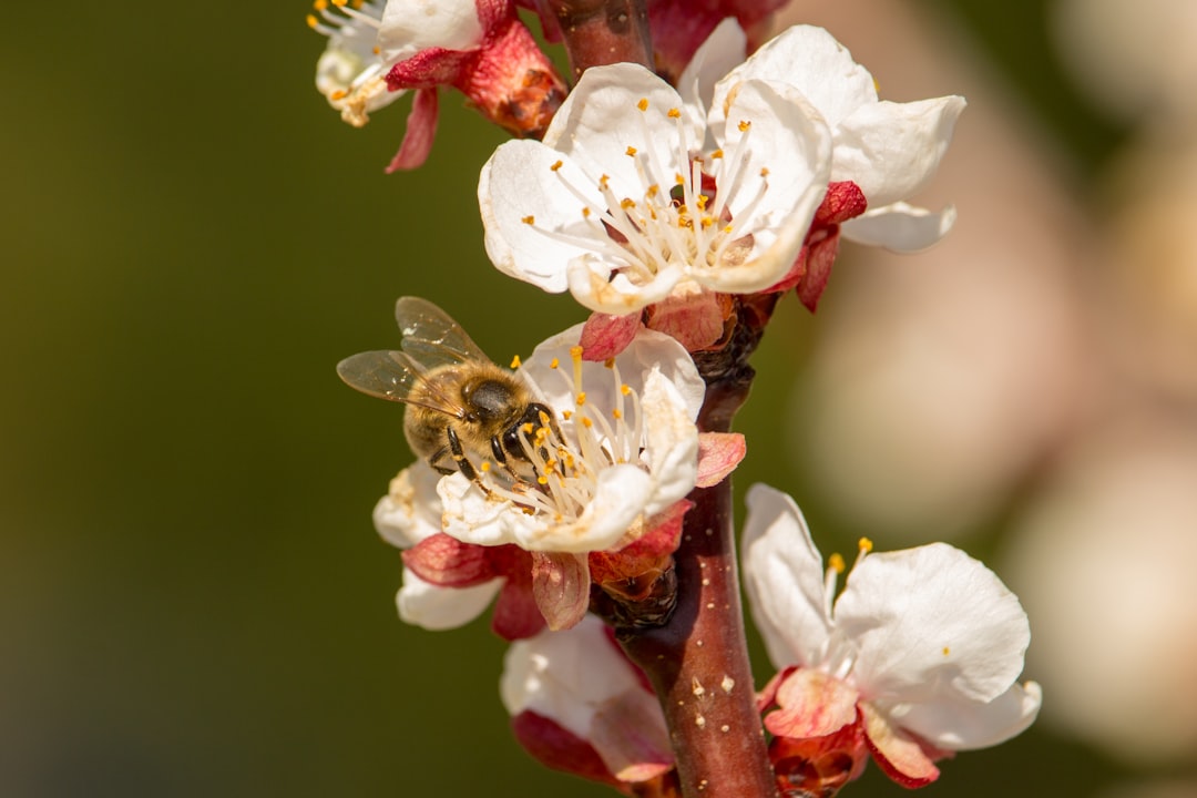 A closeup of an apricot blossom with a bee, in the springtime garden, taken in the style of Nikon D850 DSLR. –ar 128:85