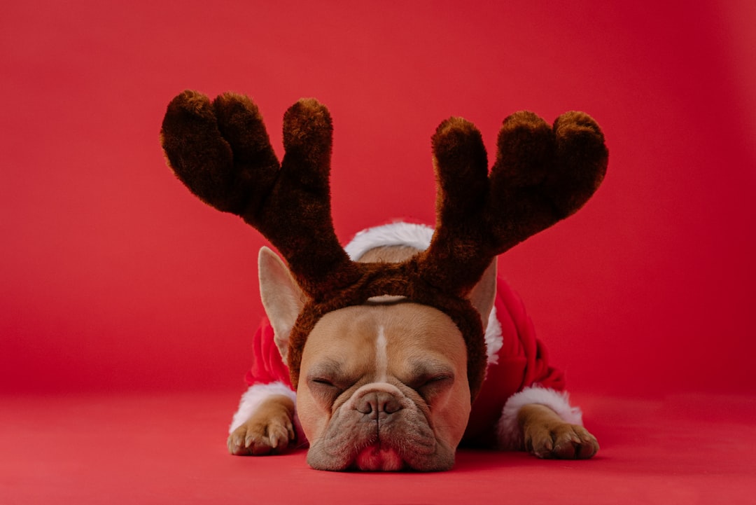 photo of an french bulldog wearing deer antlers and christmas , lying on the floor with his head down in front of red background, full body shot –ar 128:85