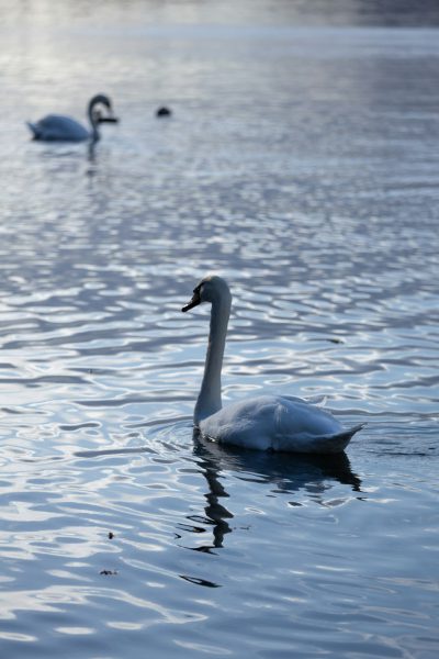 A white swan swimming on the lake, two other swans in the background, early morning light, blue water, photorealistic in the style of documentary photography, canon eos mark iii, --ar 85:128