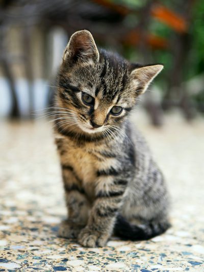 A sad kitten sits on the floor, a closeup photo of a small cat with brown and gray stripes sitting on an outdoor terrace in daylight, looking at the camera, with a shallow depth of field and blurred background creating a bokeh effect with natural light in the style of professional photography and sharp focus at high resolution. --ar 3:4