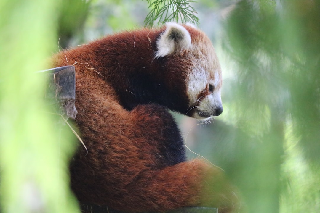 A red panda resting in the trees, its body covered with dense fur that is red and black in color. The animal’s head sits on its back while looking down at something. There appears to be some greenery or foliage visible around it. –ar 128:85