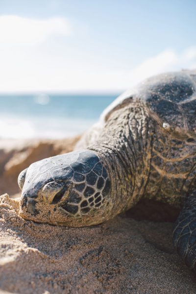 A close-up shot of the face and shell of an olive green sea turtle laying on its back in sand at a Hawaii beach, with ocean waves crashing onto the sandy shore on a sunny day with a beautiful sky, in the style of [Wes Anderson](https://goo.gl/search?artist%20Wes%20Anderson). --ar 85:128