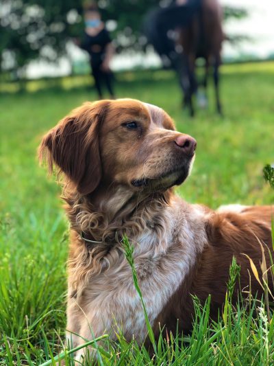 A photo of an elegant French dog, light brown with white spots and long hair around its neck area, sitting in green grass on its side, looking at horseback riders far away. The setting is bright and sunny, taken from eye level. --ar 3:4