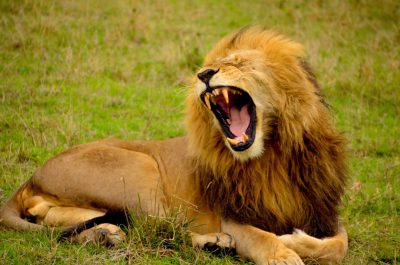 A majestic lion laying on the grass, mouth open and roaring with its large fangs visible. The scene captures the power of nature as the powerful animal barks at other lions in a African savannah setting. --ar 32:21