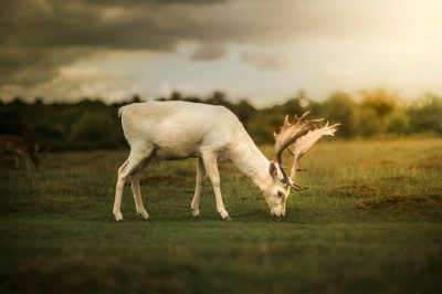 A white deer with antlers grazing in the grass, wide shot of the landscape, photorealistic landscapes in the style of soft lighting and atmospheric perspective during golden hour. --ar 128:85