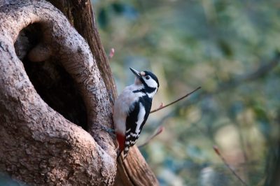 Photo of a great spotted woodpecker, a female with black and white feathers pecking at the bark of an old tree in springtime, with a small door shaped hole on the trunk, natural light, blurred background, shot in the style of Canon EOS R5 at F2 ISO100 Shutter speed, with depth of field. --ar 128:85