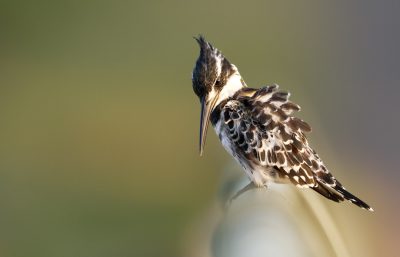 A small bird with black and white feathers perched on the edge of an object, spreading its wings to take flight. The background is blurred, creating soft lighting that highlights details such as patterns in its plumage or beak shape. In the style of National Geographic photography, captured in the style of Canon EOS5D Mark III camera using a macro lens. The focus should be sharp while capturing natural light and shadows for depth. --ar 64:41