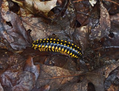 Black and yellow millipede on fallen leaves in a forest, macro photography with high resolution and good detail, in the style of National Geographic photo --ar 64:49