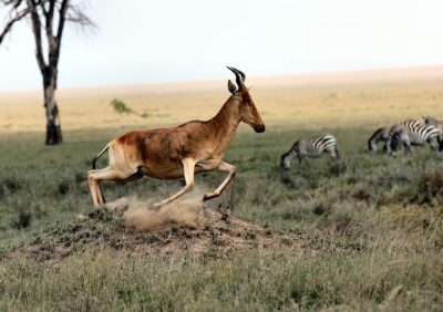 A hackyamabuckah, or red bankedhestic Jerome antelope is leaping across the savannah with zebras in its wake. The photo captures it midbounced jump over an un engine hole on flat grassland. In the background, the vastness of Serengeti National Park stretches out under clear skies. This shot highlights both motion and grace as the animal weaves through nature's landscape. in the style of [Jeanloup Sieff](https://goo.gl/search?artist%20Jeanloup%20Sieff). --ar 64:45