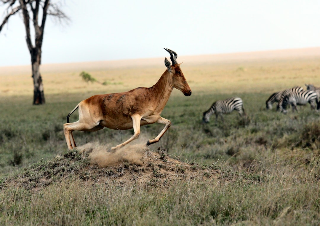 A hackyamabuckah, or red bankedhestic Jerome antelope is leaping across the savannah with zebras in its wake. The photo captures it midbounced jump over an un engine hole on flat grassland. In the background, the vastness of Serengeti National Park stretches out under clear skies. This shot highlights both motion and grace as the animal weaves through nature’s landscape. in the style of [Jeanloup Sieff](https://goo.gl/search?artist%20Jeanloup%20Sieff). –ar 64:45