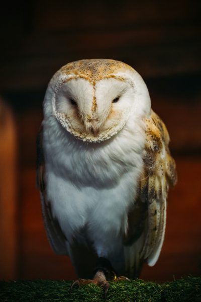 A photograph of an owl sitting on green grass, its eyes open and looking at the camera. The background is a dark brown with a wooden wall behind it. The barn owl has white feathers with some black spots around its beak. It was shot from a front view with soft lighting in the style of professional photography with sharp focus and detailed texture. The photograph has a shallow depth of field using a portrait lens for a closeup shot. --ar 85:128