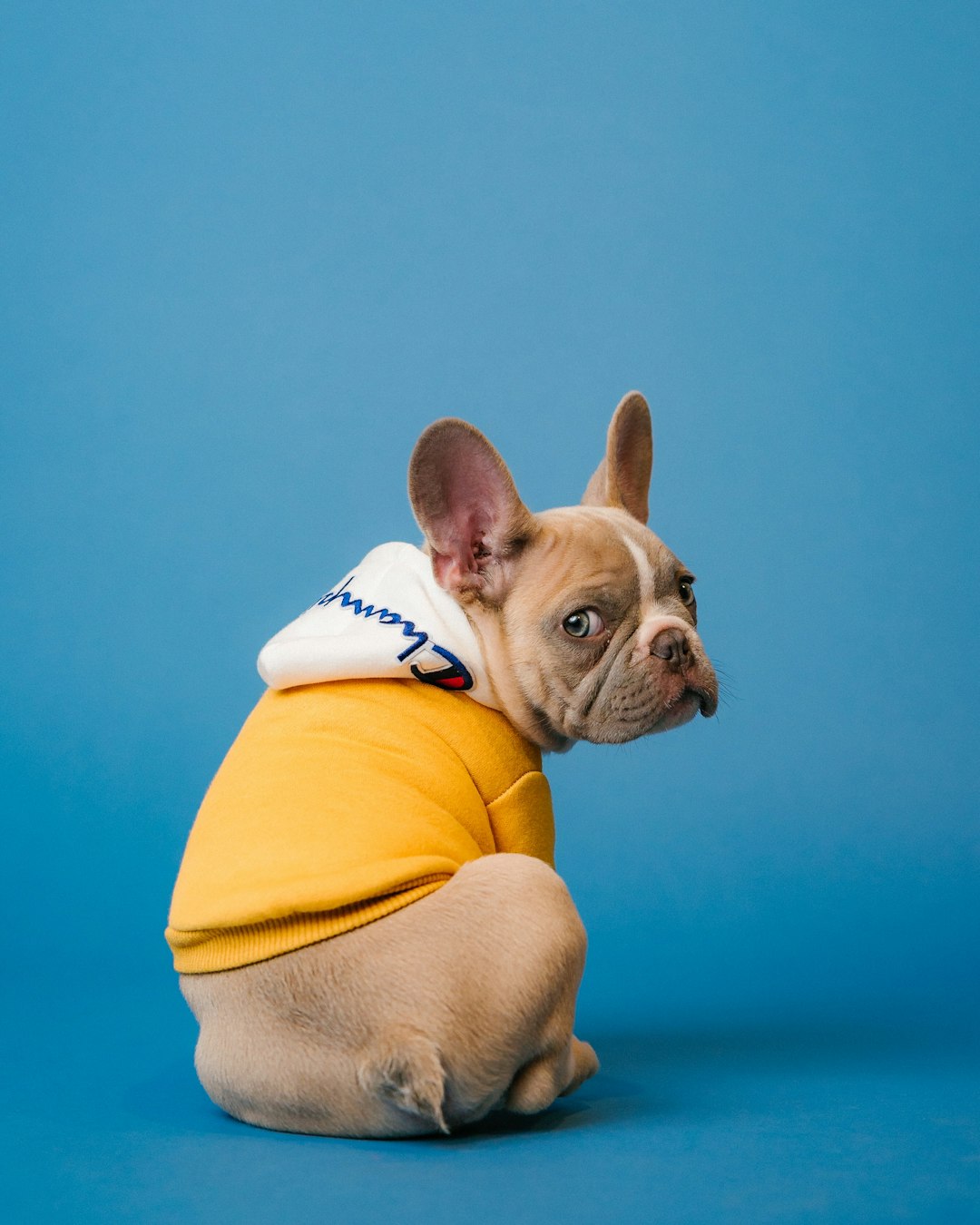 A cute cream French bulldog wearing a yellow hoodie and white tube neck against a blue background in pastel colors in the style of [Wes Anderson](https://goo.gl/search?artist%20Wes%20Anderson). The shot is minimalistic, high resolution photography with a hyper realistic and soft light style. The photo was shot with a Nikon D850 using a 24mm lens at f/3. –ar 51:64